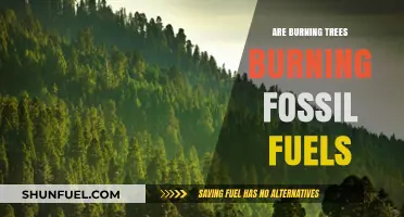 Trees, Fossil Fuels: What's the Connection?