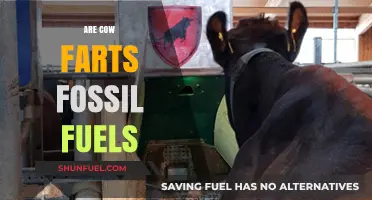 Cow Farts: Fossil Fuels or Not?
