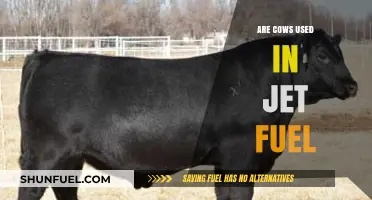 Cows and Jet Fuel: Exploring the Role of Bovine in Aviation
