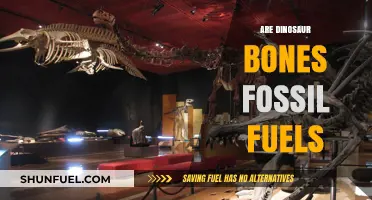 Dinosaur Bones: Fossil Fuels or Not?