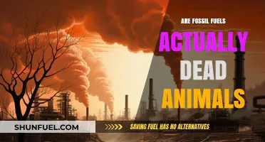 Fossil Fuels: Dead Animals or Something Else?