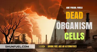 How Fossil Fuels Are Made From Dead Organisms