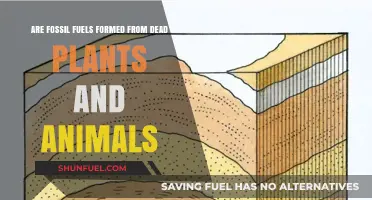 How Fossil Fuels Are Created From Organic Matter