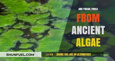 Ancient Algae: The Origin of Fossil Fuels