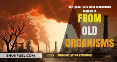 How Fossil Fuels Form: Decomposed Ancient Organisms