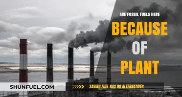 Fossil Fuels: Ancient Plants Powering Our World