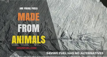How Fossil Fuels Are Linked to Ancient Animals