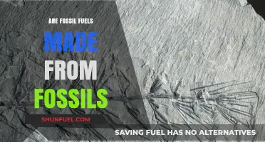 Fossil Fuels: The Ancient Origin Story