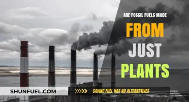 Fossil Fuels: Ancient Plants Powering Our World
