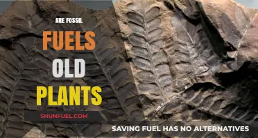 How Fossil Fuels Came to Be