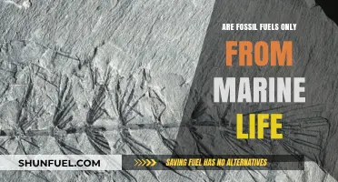 Marine Life's Role in Fossil Fuel Formation