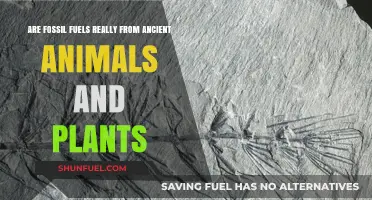 How Fossil Fuels Are Linked to Ancient Organisms