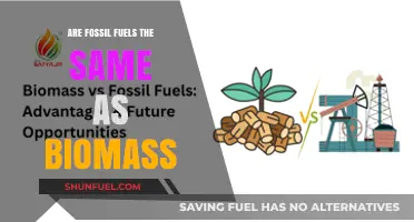 Fossil Fuels vs. Biomass: What's the Difference?