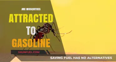 Unraveling the Myth: Mosquitoes and Gasoline Attraction Explained