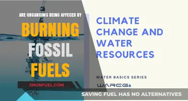How Fossil Fuels Affect Organisms' Health