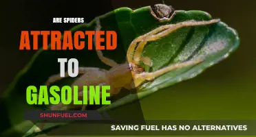 Do Spiders Have a Thing for Gasoline? Let's Find Out!
