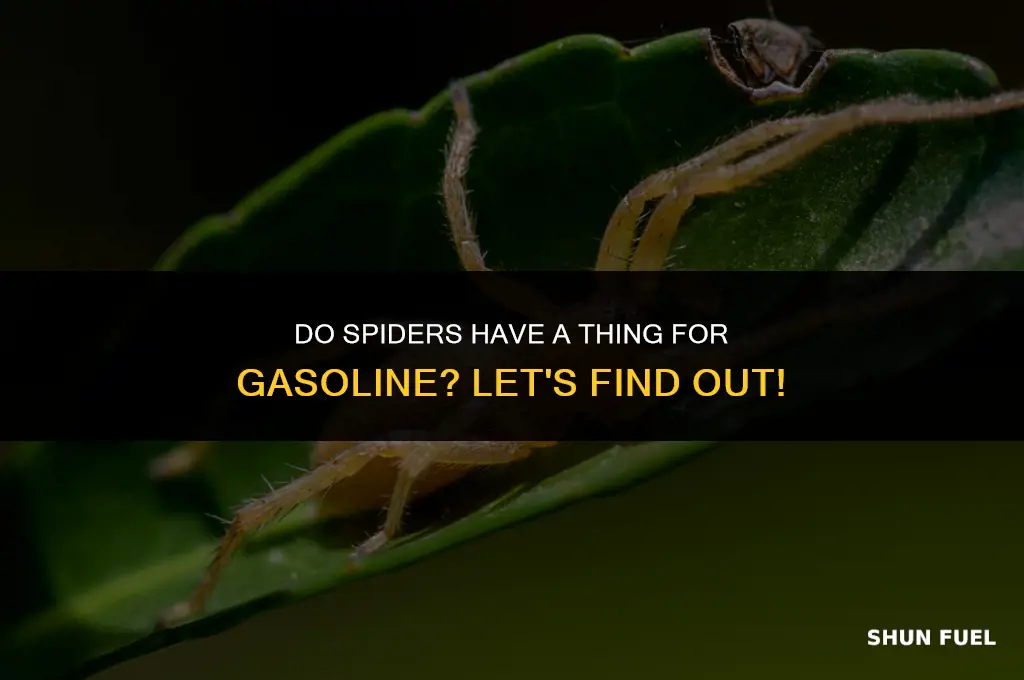 are spiders attracted to gasoline