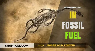 Fossil Fuels: Ancient Life Forms Transformed