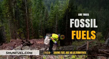 Trees and Fossil Fuels: What's the Connection?