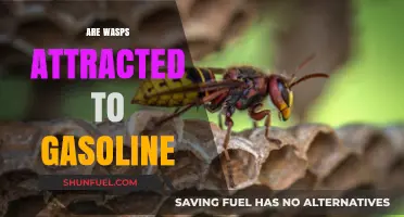 The Surprising Truth: Wasps and Their Gasoline Attraction