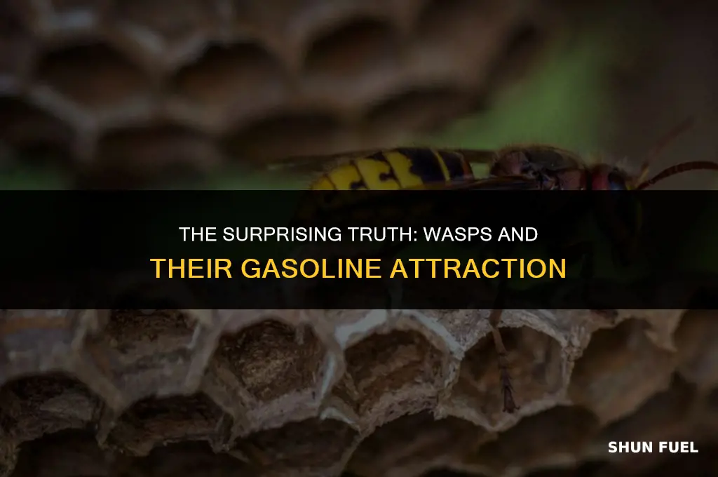 are wasps attracted to gasoline