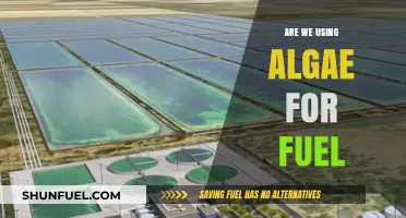 Algae as Fuel: Sustainable Energy Source or Future Fantasy?