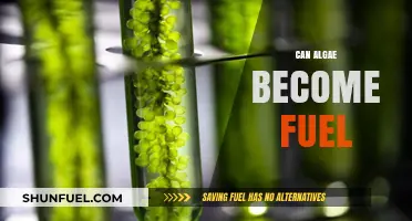 Algae as a Sustainable Fuel Source: Potential and Challenges