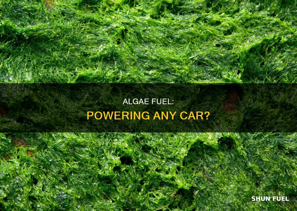 can algae fuel be used for any car