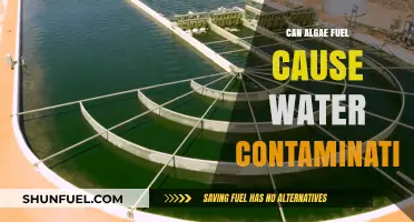 Algae Biofuel Production: Potential Risks of Water Contamination Explored