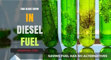 Algae Growth in Diesel Fuel: Is It Possible?