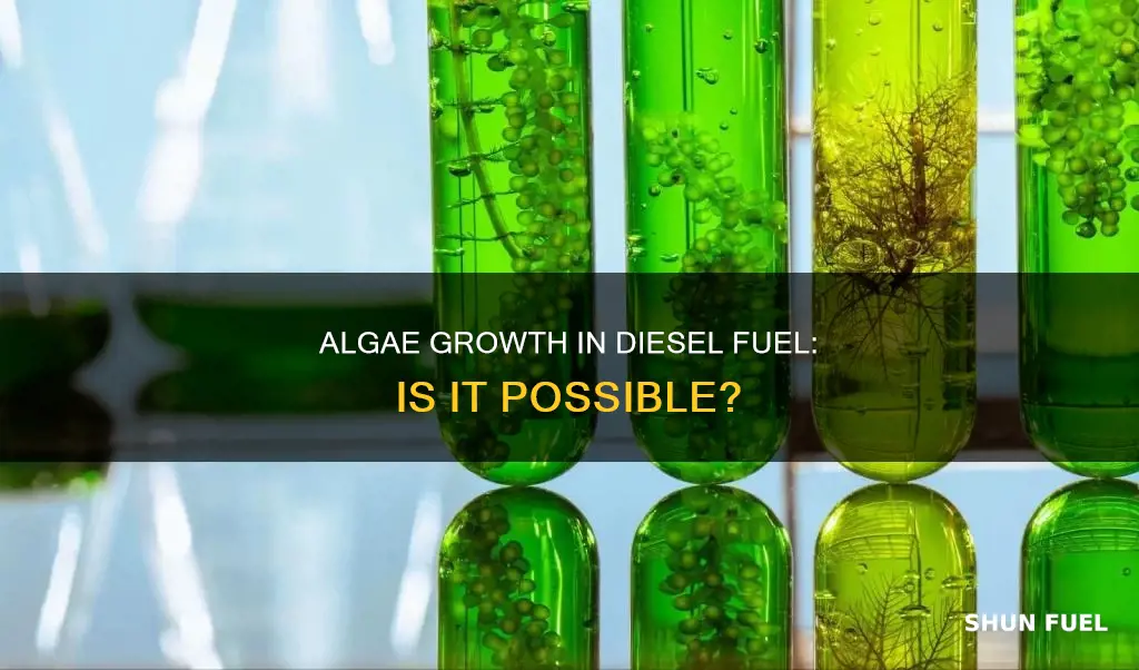 can algae grow in diesel fuel