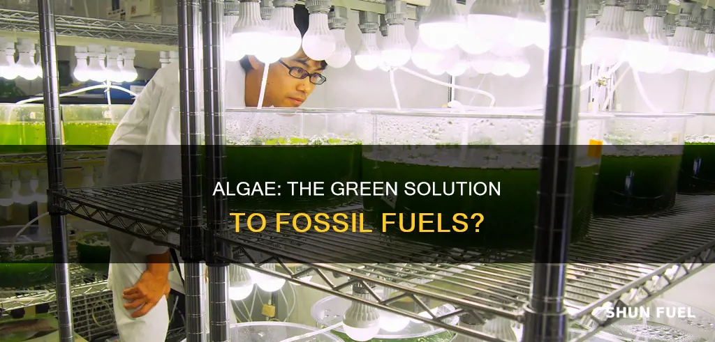 can algae replace fossil fuels