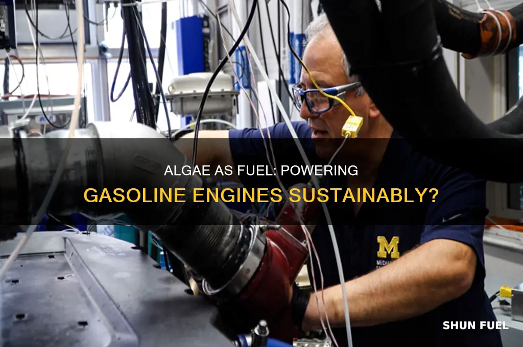 can algea fuel gaoline engines