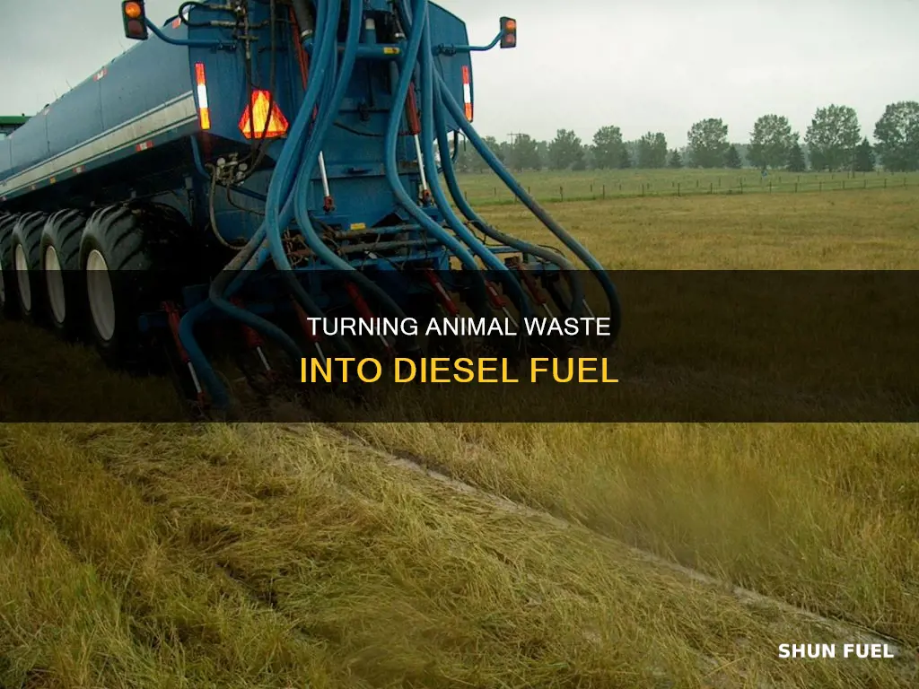 can animal manure be used to make diesel fuel