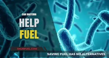 Harnessing Microbial Power: Can Bacteria Revolutionize Sustainable Fuel Solutions?