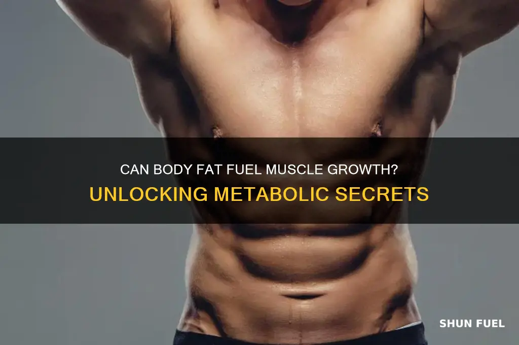 can body fat fuel muscle growth