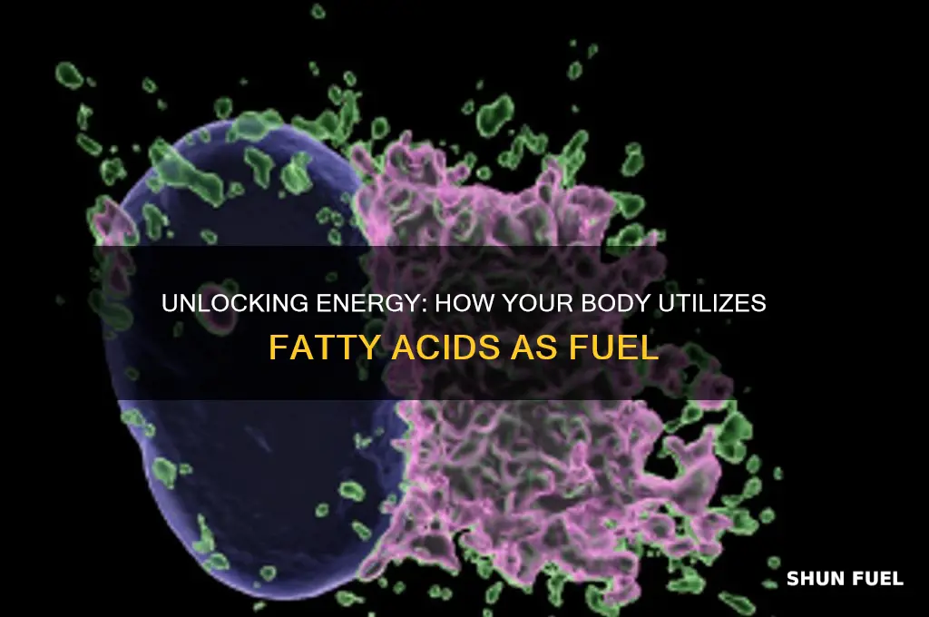 can body use fatty acids as fuel