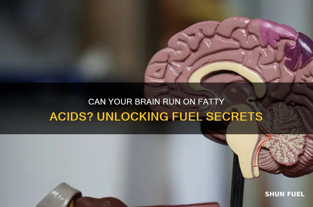 can brain use fatty acids as fuel