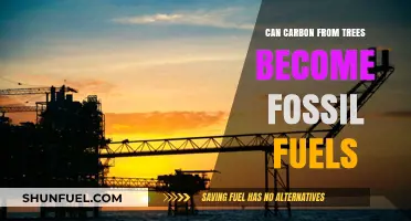 How Trees Transform into Fossil Fuels
