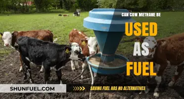 Harnessing Cow Methane: A Sustainable Fuel Alternative for the Future