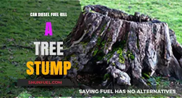 How Diesel Fuel Can Kill Tree Stumps