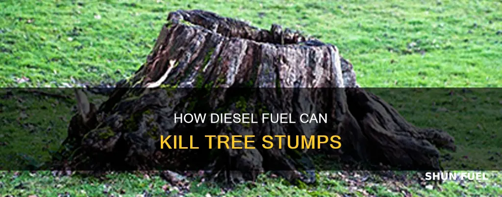 can diesel fuel kill a tree stump