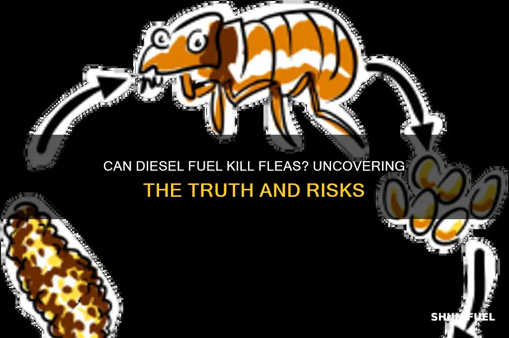 can diesel fuel kill fleas