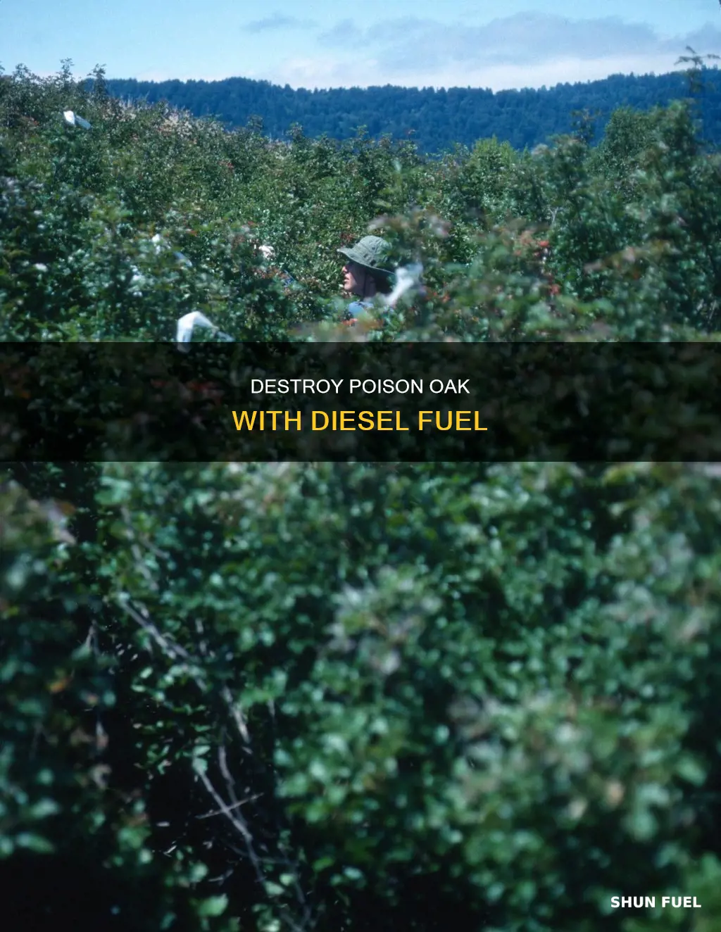 can diesel fuel kill poison oak