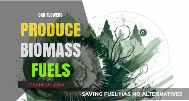 Can Flowers Fuel the Future? Exploring Biomass Energy Potential