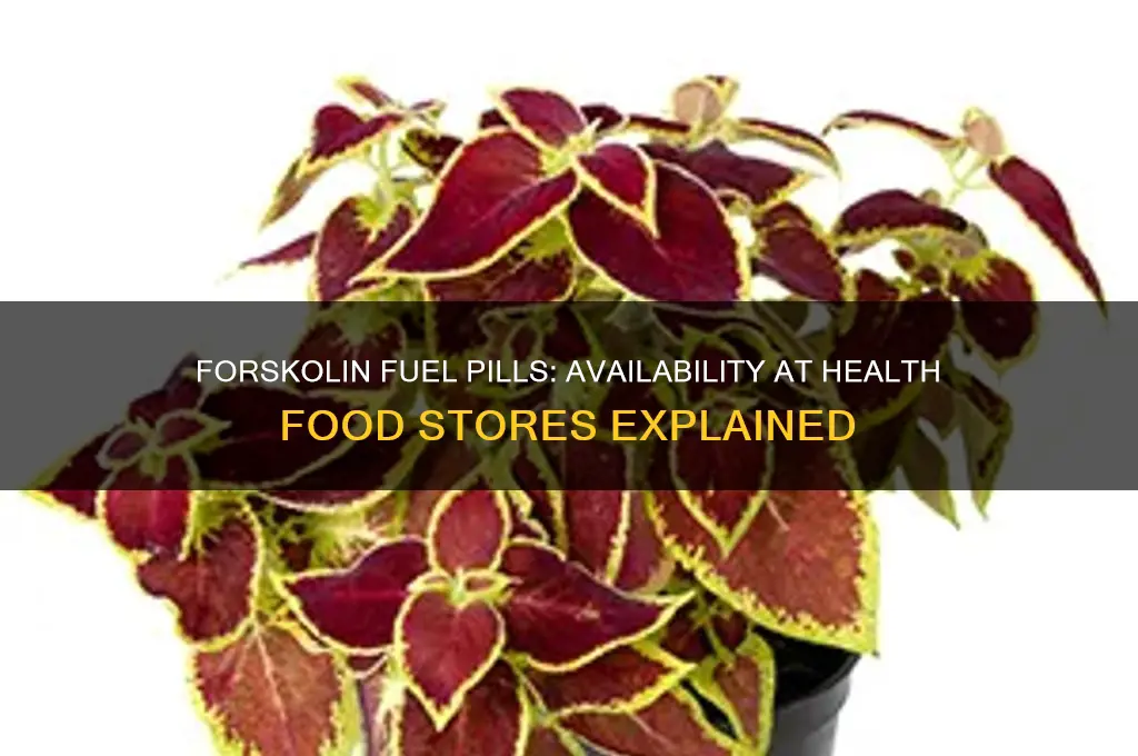 can forskolin fuel pill be purchased at health food stires