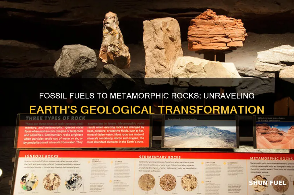 can fossil fuels become metamorphic rocks