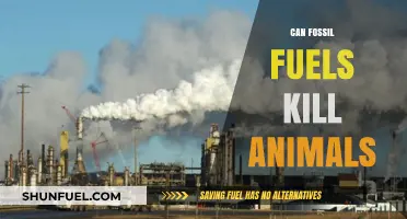 How Fossil Fuels Endanger Wildlife