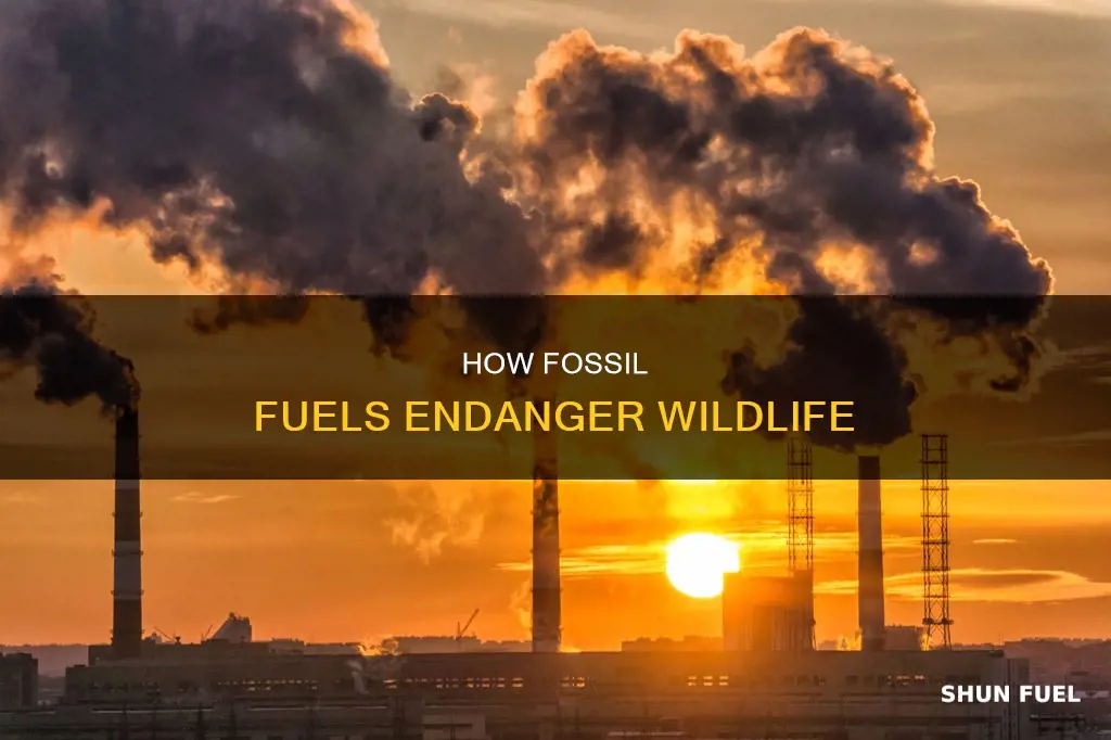 can fossil fuels kill animals