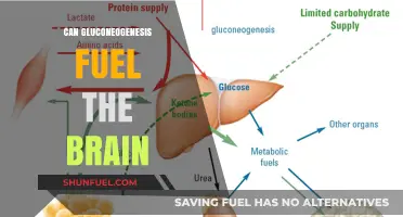 Can Gluconeogenesis Sustain Brain Function During Low Carb Diets?